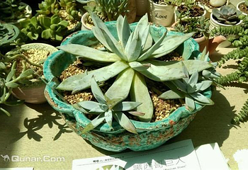 上海多肉植物展第 5 张图片