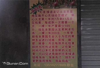 大浪绿道火龙果采摘园第 6 张图片