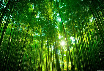 竹洞天风景区第 6 张图片