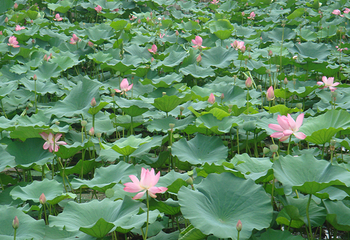 西安浐灞桃花潭公园第 5 张图片