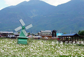 丽江花花色玫瑰庄园第 12 张图片