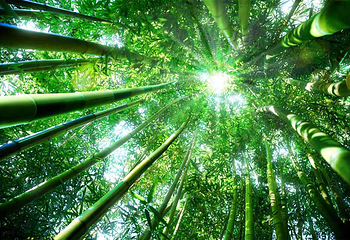 竹洞天风景区第 4 张图片