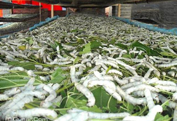 中国绸都丝绸博物馆第 10 张图片