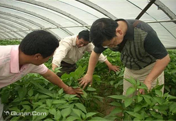 洪礼军奶油草莓园第 1 张图片
