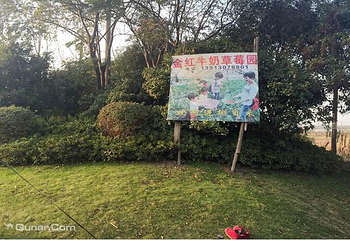 同里金红牛奶油草莓园第 3 张图片