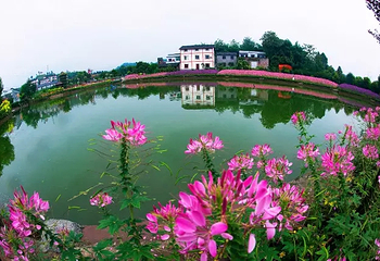 凤凰花海第 16 张图片