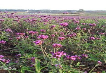 江夏薰香悦花卉世界第 1 张图片