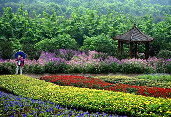 凤凰花海第 15 张图片