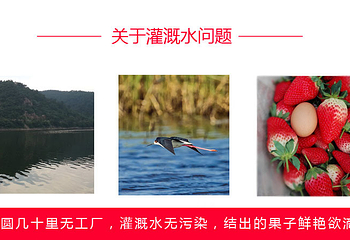 荣成崂山草莓采摘生态园第 3 张图片