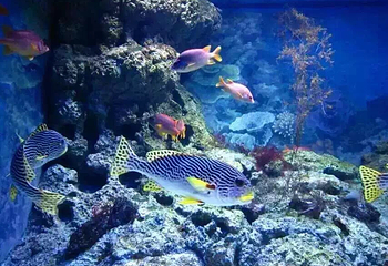 德轩海洋馆第 3 张图片