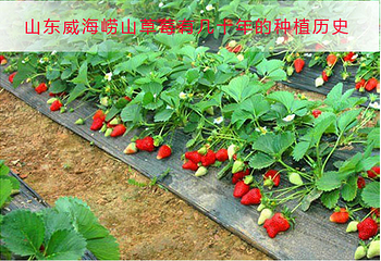 荣成崂山草莓采摘生态园第 5 张图片