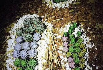 陈村花卉世界第 12 张图片