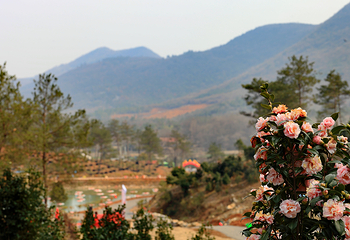 京山茶花源风景区第 1 张图片