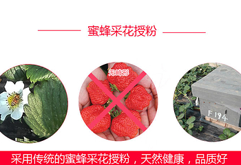 荣成崂山草莓采摘生态园第 6 张图片