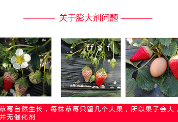 荣成崂山草莓采摘生态园第 4 张图片