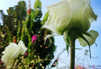 宝趣玫瑰世界第 21 张图片