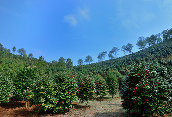 京山茶花源风景区第 3 张图片