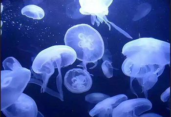 德轩海洋馆第 4 张图片