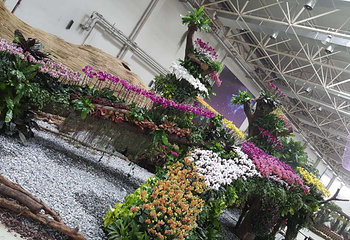 陈村花卉世界第 15 张图片