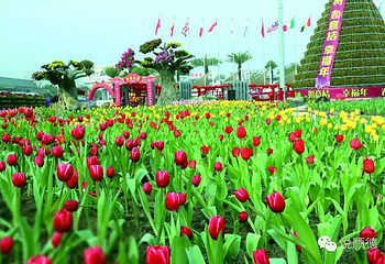 陈村花卉世界第 24 张图片