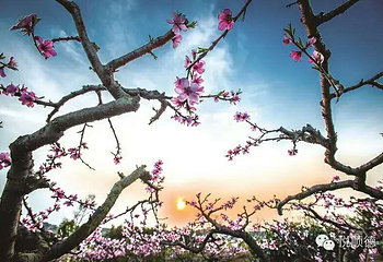 陈村花卉世界第 9 张图片