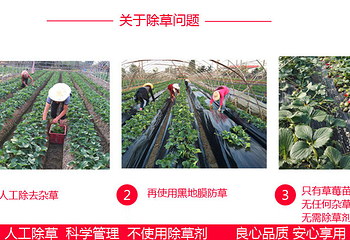 荣成崂山草莓采摘生态园第 2 张图片