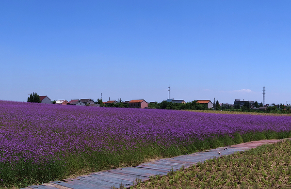 【淡季】 碧云花海景区成人票