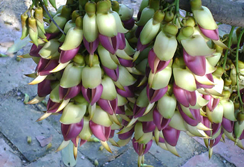 清远市（市花）禾雀花基地第 13 张图片