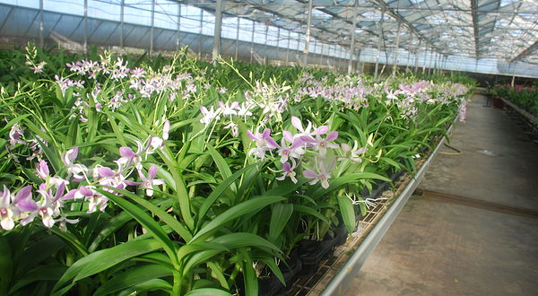 海口柏盈兰花基地