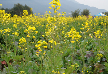 清远大雾山油菜花基地第 7 张图片