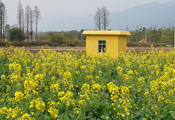 清远大雾山油菜花基地第 5 张图片