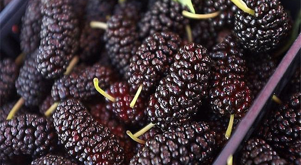 广东香云纱文化暨桑果节