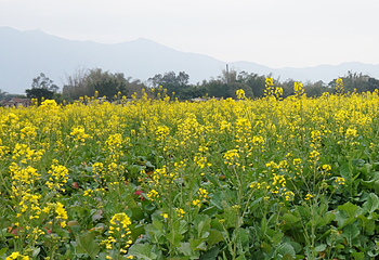 清远大雾山油菜花基地第 6 张图片