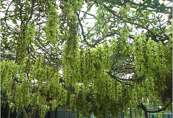 清远市（市花）禾雀花基地第 9 张图片