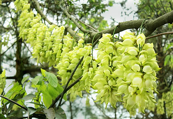 清远市（市花）禾雀花基地第 7 张图片