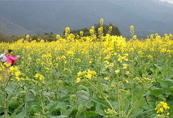 清远大雾山油菜花基地第 1 张图片