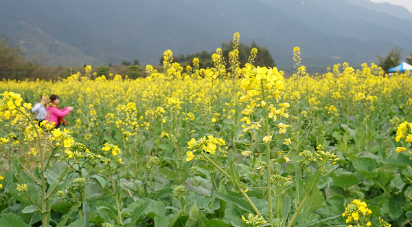 清远大雾山油菜花基地