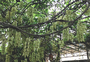 清远市（市花）禾雀花基地第 16 张图片