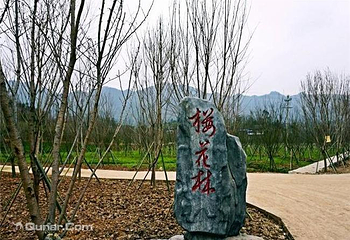 垫江牡丹樱花世界第 5 张图片