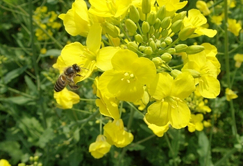 清远大雾山油菜花基地第 3 张图片
