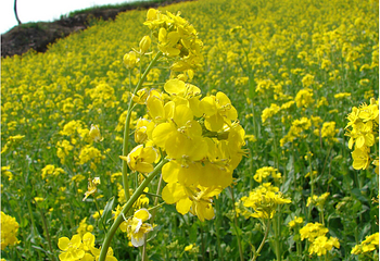 清远大雾山油菜花基地第 2 张图片