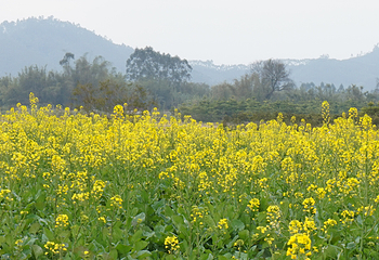 清远大雾山油菜花基地第 4 张图片