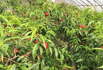 二喇嘛采摘基地第 2 张图片
