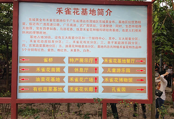 清远市（市花）禾雀花基地第 10 张图片
