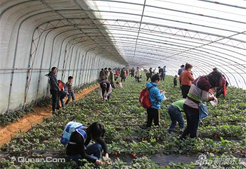 金阳草莓采摘园第 2 张图片