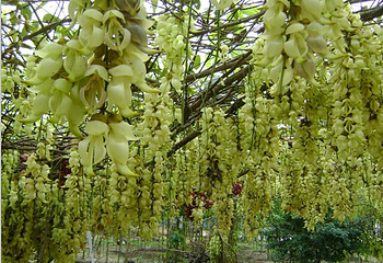 清远市（市花）禾雀花基地第 14 张图片
