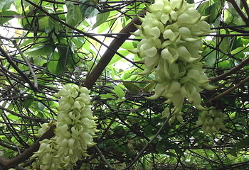 清远市（市花）禾雀花基地第 12 张图片