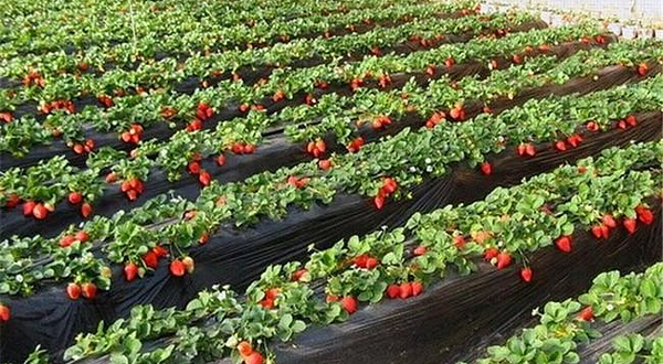 金阳草莓采摘园