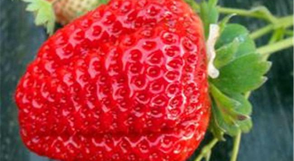 金州富硒草莓采摘园