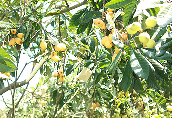 香蜜山果庄第 4 张图片